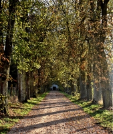 Alejka kasztanowa zespołu pałacowo-parkowego rodziny Światopełk-Mirskich w Worońcu [fotografia - 2 miejsce]