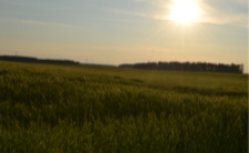 Łany zboża w okolicach Łukowców [fotografia]