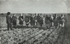 Sadzenie ziemniaków na polu w Konstantynowie [fotografia]