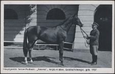 Hauptgestüt Janow Podlaski, "Jarema" Anglo-Araber, Goldfuchshengst, geb. 1937 : [pocztówka]