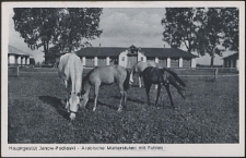 Hauptgestüt Janow Podlaski - Arabischen Mutterstuten mit Fohlen : [pocztówka]
