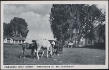 Hauptgestüt Janow Podlaski - Araber Stuten vor der Stuttenställen : [pocztówka]