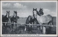 Hauptgestüt Janow Podlaski - Zwei junge Hengste auf der Weide: [pocztówka]