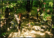 Cmentarze i miejsca pamięci w gminach pow. Biała Podlaska : gm. Biała Podlaska: mogiła z dwoma krzyżami w lesie Grabarka : fotografia