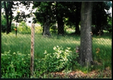 Cmentarze i miejsca pamięci w pow. Biała Podlaska : gm. Biała Podlaska: nieczynny cmentarz unicki w Ciciborze Dużym : fotografia