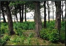 Cmentarze i miejsca pamięci w pow. Biała Podlaska : gm. Biała Podlaska: nieczynny cmentarz unicki, później prawosławny w Sworach : fotografia
