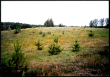 Cmentarze i miejsca pamięci w pow. Biała Podlaska : gm. Biała Podlaska: miejsce po cmentarzu epidemicznym w Sycynie : fotografia