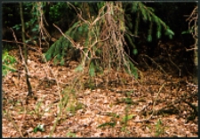 Cmentarze i miejsca pamięci w pow. Biała Podlaska : gm. Biała Podlaska: zbiorcza mogiła Żydów zamorodowanych w lesie "Muszyki" w okolicy Worońca : fotografia