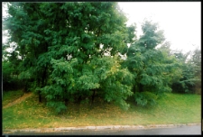 Cmentarze i miejsca pamięci w pow. Biała Podlaska : gm. Janów Podlaski : cmentarz żydowski w Janowie Podlaskim : fotografia
