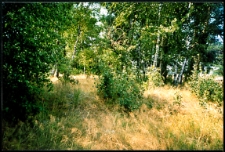 Cmentarze i miejsca pamięci w pow. Biała Podlaska : gm. Janów Podlaski : miejsce po cmentarzu z wojny 1919-1920 w Klonownicy Plac : fotografia