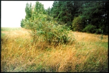 Cmentarze i miejsca pamięci w pow. Biała Podlaska : gm. Janów Podlaski : zbiorowa mogiła żołnierzy polskich 1920 r. w Starym Bublu : fotografia