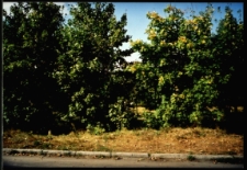 Cmentarze i miejsca pamięci w pow. Biała Podlaska : gm. Kodeń : miejsce cmentarza żydowskiego w Kodniu : fotografia