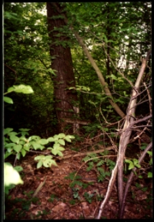Cmentarze i miejsca pamięci w pow. Biała Podlaska : gm. Kodeń : mogiła żołnierza z I wojny światowej w lesie w pobliżu Kopytowa : fotografia