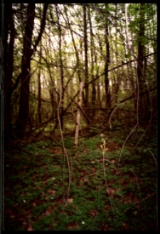 Cmentarze i miejsca pamięci w pow. Biała Podlaska : gm. Kodeń : mogiła 3 jeńców radzieckich w lesie k. Kopytowa: fotografia