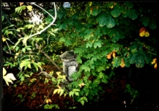 Cmentarze i miejsca pamięci w pow. Biała Podlaska : gm. Leśna Podlaska : nieczynny cmentarz w Leśnej Podlaskiej : fotografia