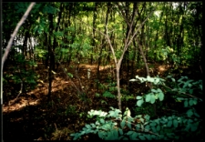 Cmentarze i miejsca pamięci w pow. Biała Podlaska : gm. Łomazy : miejsce nieczynnego cmentarza prawosławnego w Koszołach : fotografia