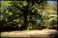 Cmentarze i miejsca pamięci w pow. Biała Podlaska : gm. Międzyrzec Podlaski : miejsce cmentarza epidemicznego w Krzewicy : fotografia