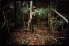 Cmentarze i miejsca pamięci w pow. Biała Podlaska : gm. Rokitno : mogiła jeńca radzieckiego w lesie w Cieleśnicy : fotografia