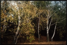 Cmentarze i miejsca pamięci w pow. Biała Podlaska : gm. Rossosz : miejsce cmentarza żydowskiego w Rossoszu : fotografia