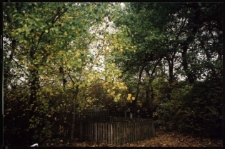 Cmentarze i miejsca pamięci w pow. Biała Podlaska : gm. Sławatycze : cmentarz ewangelicko-augsburski w Zańkowie : fotografia