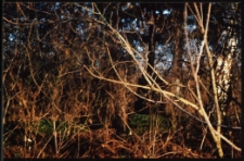 Cmentarze i miejsca pamięci w pow. Biała Podlaska : gm. Terespol : cmentarz dawnych właścicieli dworu w Krzyczewie : fotografia