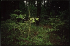 Cmentarze i miejsca pamięci w pow. Biała Podlaska : gm. Wisznice : miejsce cmentarza żydowskiego w Wisznicach : fotografia