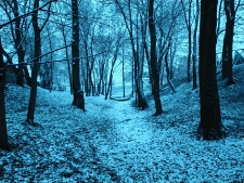 Park radziwiłłowski - 30 listopada 2020 r. [fotografia]