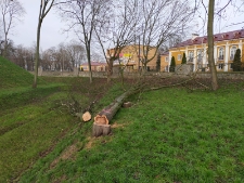 Wycięte drzewo w parku radziwiłłowskim - 5 grudnia 2020 r. [fotografia]