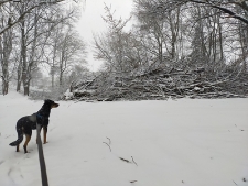 Wycinka drzew w parku radziwiłłowskim - 12 grudnia 2020 r. [fotografia]