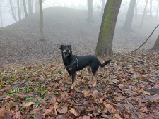 Pies w fosie okalającej rezydencję Radziwiłłów w Białej Podlaskiej - 19 grudnia 2020 r. [fotografia]