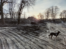 Wycinka drzew w "parku radziwiłłowskim" - 6 marca 2021 r. [fotografia]