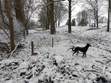 Miejsce, w którym powstanie fosa okalajaca "park radziwiłłowski" - 10 stycznia 2021 r. [fotografia]