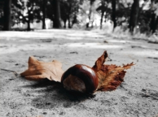 Jesienne zbiory w parku w Białej Podlaskiej