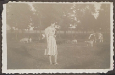 Fotografie z albumu rodziny Stanisławy Ladwiniec z Białej Podlaskiej : Stanisława Ladwiniec na łące z pasącymi się zwierzętami