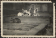 Fotografie z albumu rodziny Stanisławy Ladwiniec z Białej Podlaskiej : Koty na schodach domu Ladwińców przy ul. Rolniczej 52