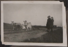 Fotografie z albumu rodziny Stanisławy Ladwiniec z Białej Podlaskiej : kozy na torach kolejki wąskotorowej w Białej Podlaskiej