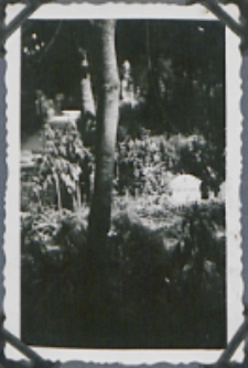 Fotografie z albumu rodziny Stanisławy Ladwiniec z Białej Podlaskiej : grób Jakuba Ladwińca na cmentarzu parafialnym
