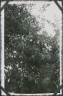Fotografie z albumu rodziny Stanisławy Ladwiniec z Białej Podlaskiej : Stanisława Ladwiniec na wiśni w sadzie przy domu na ul. Nowej
