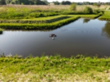 Stadko dzikich kaczek w fosie Radziwiłłowskiej - 1 czerwca 2023 r. [fotografia]