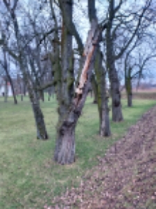 "Park radziwiłłowski" - 3 lutego 2023 r. [fotografia]