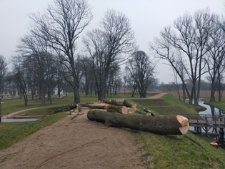 Wycinka drze w "parku radziwiłłowskim" - 24 lutego 2023 r. [fotografia]