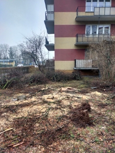 Wycinka drzew przy ulicy Spółdzielczej w Białej Podlaskiej - 24 lutego 2023 r. [fotografia]