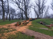 Wycinka drze w "parku radziwiłłowskim" - 17 grudnia 2023 r. [fotografia]