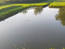 Bóbr w fosie "parku radziwiłłowskiego" - 23 sierpnia 2023 r. [fotografia]