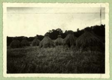 Żyto na polu [dokument ikonograficzny]