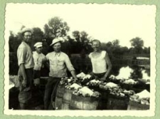 Zbiór ogórków na plantacjach w rejonie Terespola [dokument ikonograficzny]
