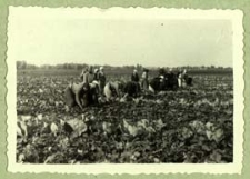 Zbiór ogórków na plantacjach w rejonie Terespola [dokument ikonograficzny]