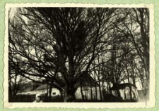 Trzystuletni buk w zespole parkowo-pałacowym w Neplach [dokument ikonograficzny]