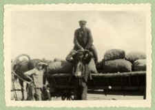 Zwózka ogórków z plantacji w rejonie Terespola [dokument ikonograficzny]