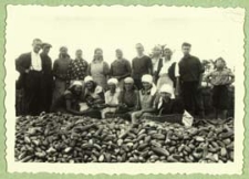 Zbiór ogórków na plantacjach w rejonie Terespola [dokument ikonograficzny]